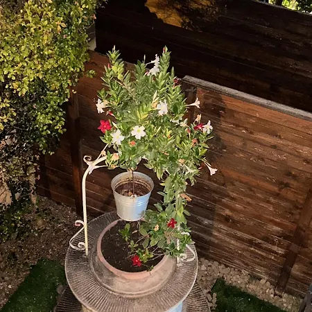 Rosa * Πόρτο Εμπέντοκλε